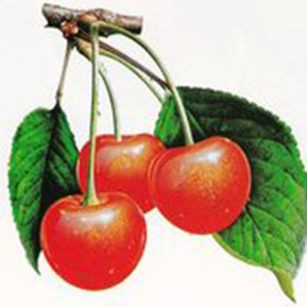 Meet your Posher, Isabelle